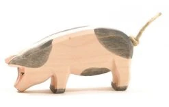 Ostheimer Schwein Gefleckt Kopf Tief